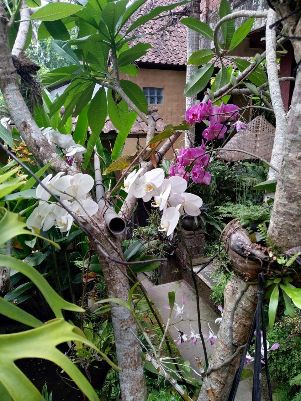Umah Ubud Guest House المظهر الخارجي الصورة